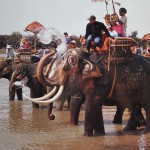 บวชนาคช้าง (Theelephants ordain procession)